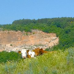 P1220462  Sorvegliati. E dietro c è il toro